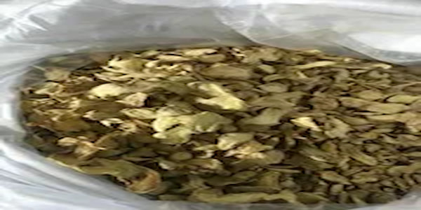 تصویر 1 از خرید و فروش گیاه اکالیپتوس خشک شده  با شرایط فوق العاده